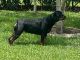 Rottweiler Puppies for sale in Land O' Lakes, FL, USA. price: NA