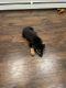 Rottweiler Puppies for sale in Bayport, NY, USA. price: NA