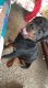 Rottweiler Puppies for sale in College Station, TX, USA. price: NA