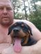 Rottweiler Puppies for sale in Cleveland, TX, USA. price: NA
