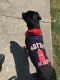 Rottweiler Puppies for sale in Chesapeake, VA, USA. price: $900