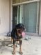 Rottweiler Puppies for sale in Scottsdale, AZ, USA. price: NA