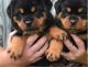 Rottweiler Puppies for sale in Borger, TX 79007, USA. price: NA