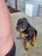 Rottweiler Puppies for sale in Roxana, IL, USA. price: NA
