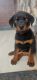 Rottweiler Puppies for sale in Pune, Maharashtra, India. price: 16000 INR