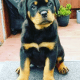 Rottweiler Puppies for sale in Trenton Ave, Toronto, ON M4C, Canada. price: $800