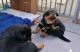 Rottweiler Puppies for sale in Trenton Ave, Toronto, ON M4C, Canada. price: NA