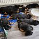 Rottweiler Puppies for sale in 7182 Wellington Ct, Hudson, OH 44236, USA. price: NA