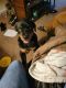 Rottweiler Puppies for sale in Cleveland, TN, USA. price: NA
