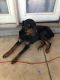 Rottweiler Puppies for sale in Peoria, AZ 85345, USA. price: NA