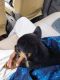 Rottweiler Puppies for sale in Nandyala, Andhra Pradesh, India. price: 15000 INR