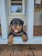 Rottweiler Puppies for sale in Douglasville, GA, USA. price: NA