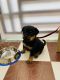 Rottweiler Puppies for sale in Awadhpuri, Bhopal, Madhya Pradesh 462022, India. price: 18000 INR