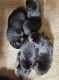 Rottweiler Puppies for sale in Richmond, VA, USA. price: $500
