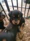 Rottweiler Puppies for sale in Bethalto Rd, Bethalto, IL, USA. price: $1,250