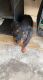 Rottweiler Puppies for sale in Hamden, CT, USA. price: $4,500
