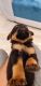Rottweiler Puppies for sale in Palam Vihar, Gurugram, Haryana 122017, India. price: 20000 INR
