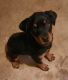 Rottweiler Puppies for sale in Roanoke, VA, USA. price: NA