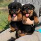 Rottweiler Puppies for sale in St. Albert, AB T8N 7C8, Canada. price: $555