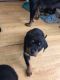 Rottweiler Puppies for sale in Miami, FL, USA. price: $600
