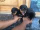 Rottweiler Puppies for sale in Kanuvai, Coimbatore, Tamil Nadu, India. price: NA