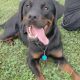 Rottweiler Puppies for sale in Germantown, MD 20876, USA. price: $200