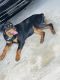 Rottweiler Puppies for sale in McDonough, GA, USA. price: $700