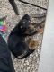 Rottweiler Puppies for sale in San Antonio, TX, USA. price: $200