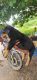 Rottweiler Puppies for sale in B N Reddy Nagar, Hyderabad, Telangana, India. price: 28000 INR