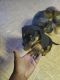 Rottweiler Puppies for sale in 1998 Fabersham Dr SW, Snellville, GA 30078, USA. price: NA