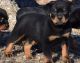 Rottweiler Puppies for sale in Nashville, TN, USA. price: $600