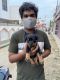 Rottweiler Puppies for sale in Vikas Nagar, Lucknow, Uttar Pradesh 226022, India. price: 20000 INR