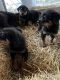 Rottweiler Puppies for sale in Wapakoneta, OH 45895, USA. price: $550