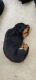 Rottweiler Puppies for sale in Udaini - Sampatchak Rd, Udaini, Bhelaura, Bihar, India. price: 17000 INR