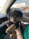 Rottweiler Puppies for sale in Chicago, IL, USA. price: NA