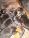 Rottweiler Puppies for sale in St Clairsville, OH 43950, USA. price: NA