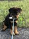 Rottweiler Puppies for sale in Greenwood, IN, USA. price: NA
