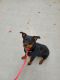 Rottweiler Puppies for sale in Sheridan, WY 82801, USA. price: $500
