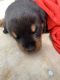 Rottweiler Puppies for sale in Hyderabad, Telangana, India. price: 15000 INR