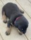 Rottweiler Puppies for sale in Palmyra, MI 49268, USA. price: NA