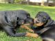 Rottweiler Puppies for sale in Littleton, CO, USA. price: $1,200