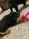 Rottweiler Puppies for sale in Colorado Springs, CO, USA. price: $2,000