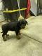 Rottweiler Puppies for sale in Yucaipa, CA, USA. price: NA