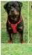 Rottweiler Puppies for sale in Jacksonville, FL 32210, USA. price: NA