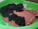 Rottweiler Puppies for sale in Blue River, CO 80424, USA. price: NA