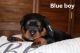 Rottweiler Puppies for sale in Kamiah, ID 83536, USA. price: $1,500
