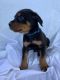Rottweiler Puppies for sale in Middlebury, IN 46540, USA. price: NA
