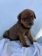 Rottweiler Puppies for sale in Middlebury, IN 46540, USA. price: $900