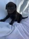 Rottweiler Puppies for sale in Middlebury, IN 46540, USA. price: $500