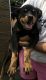 Rottweiler Puppies for sale in Kanjoor, Kerala, India. price: 15000 INR